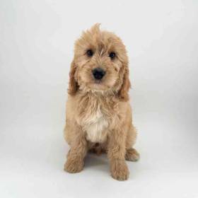 Goldendoodle