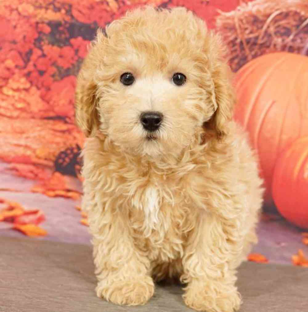 Image of a pet breed in the gallery