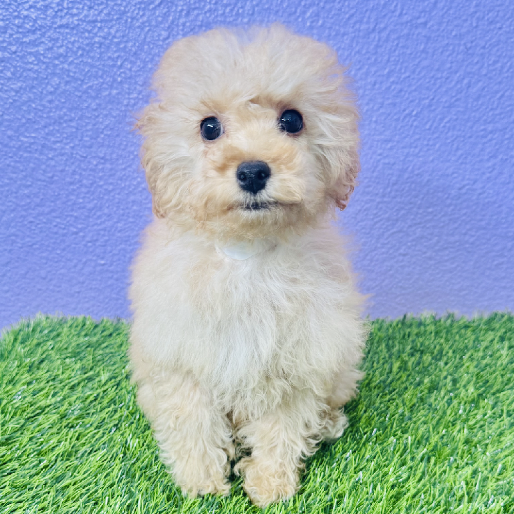 Image of a pet breed in the gallery