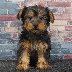 Yorkie