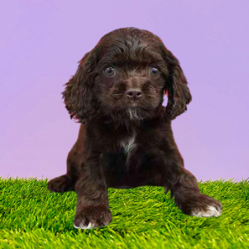 carousel pet images