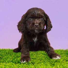 Cocker Spaniel