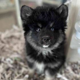 Pomsky