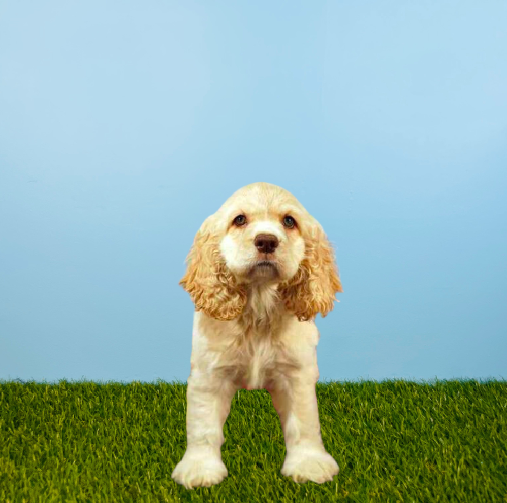 Female Cocker Spaniel Puppy for Sale in Pasadena, TX