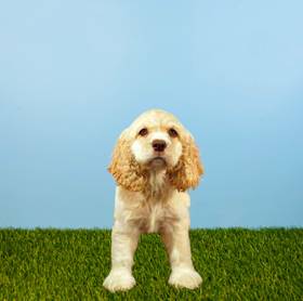 Cocker Spaniel