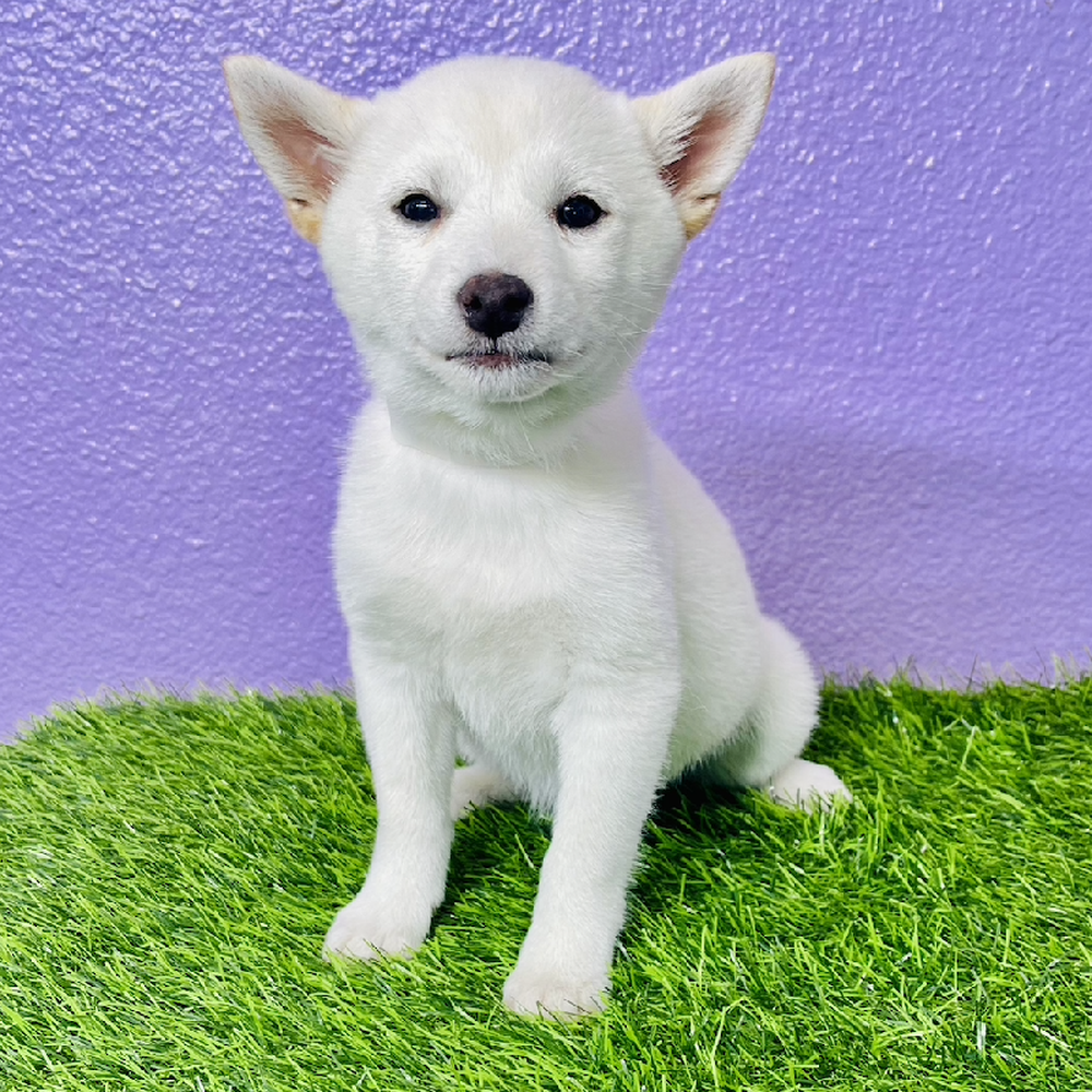Image of a pet breed in the gallery