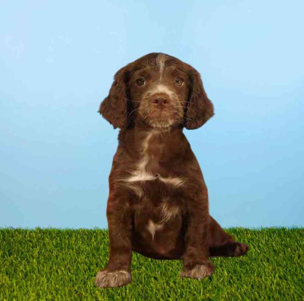 Female Mini Springadoodle Puppy for Sale in Meridian, ID