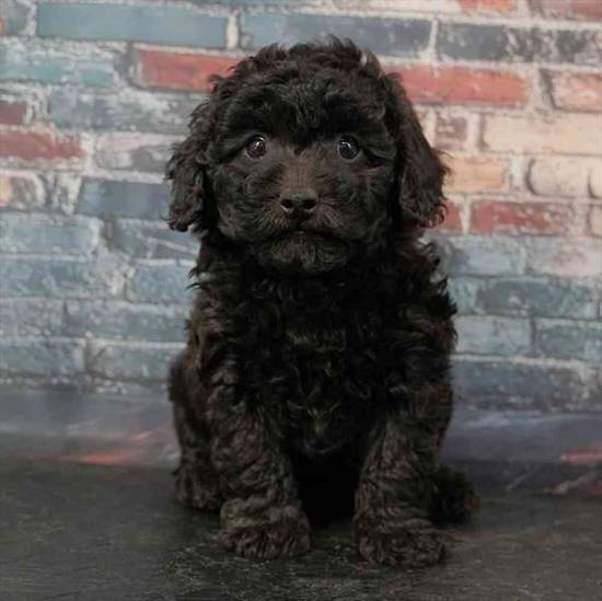 2nd Gen Mini Goldendoodle