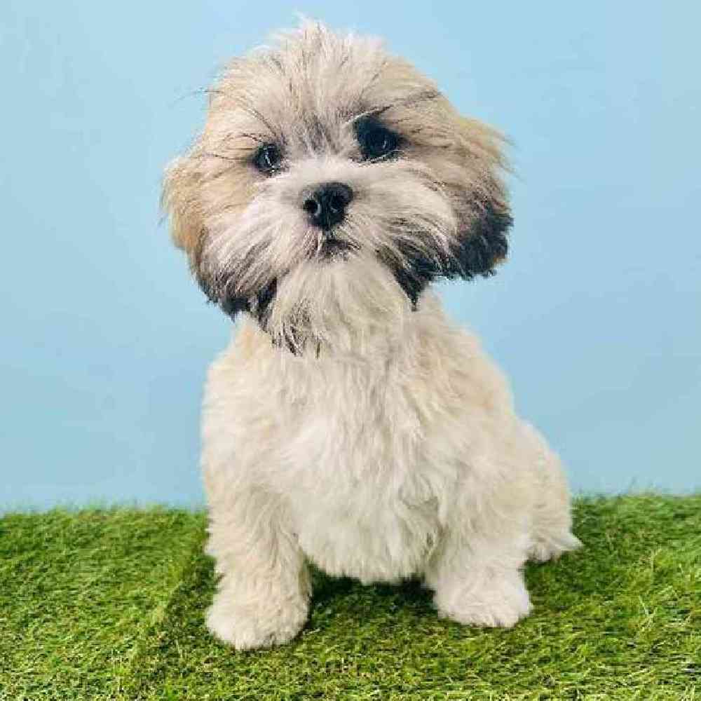 pet breed image