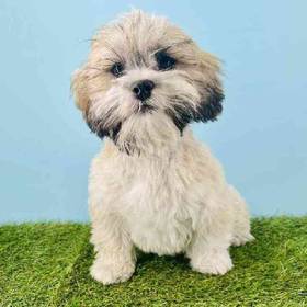 Lhasa Apso