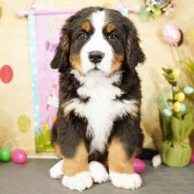 Bernese Mountain Dog