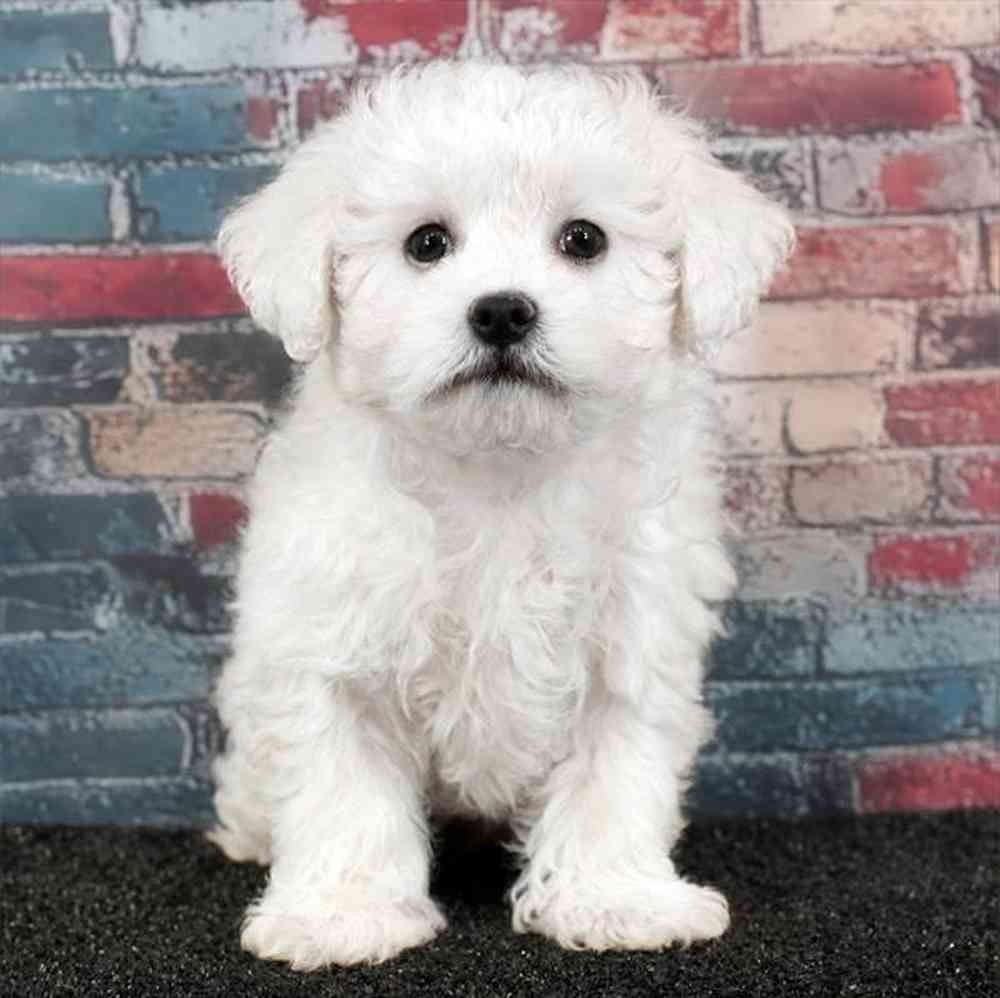 Image of a pet breed in the gallery