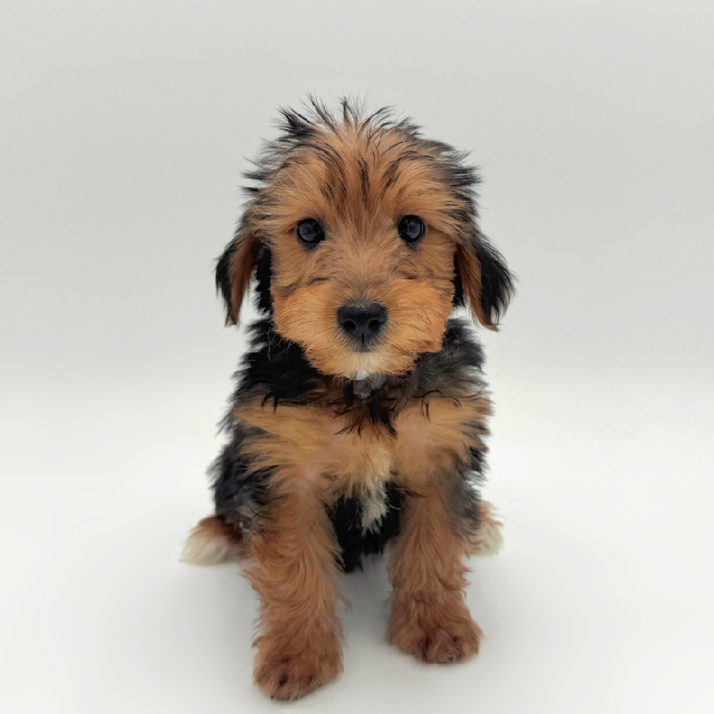 carousel pet images