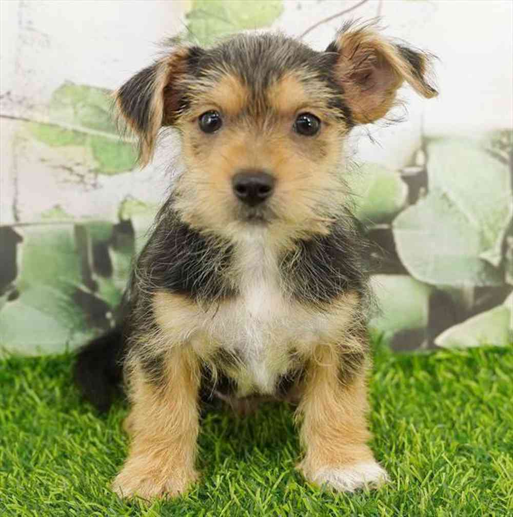 Image of a pet breed in the gallery