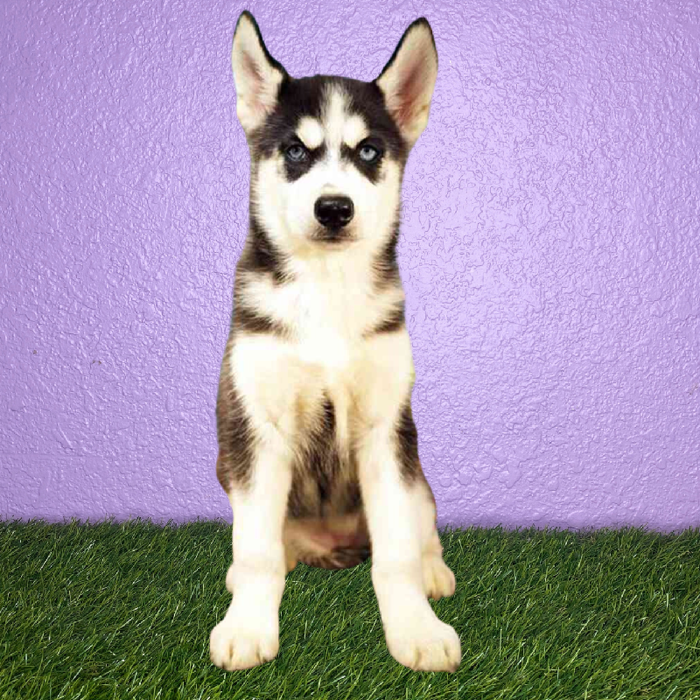 Female Siberian Husky Puppy for Sale in New Braunfels, TX