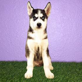 Siberian Husky
