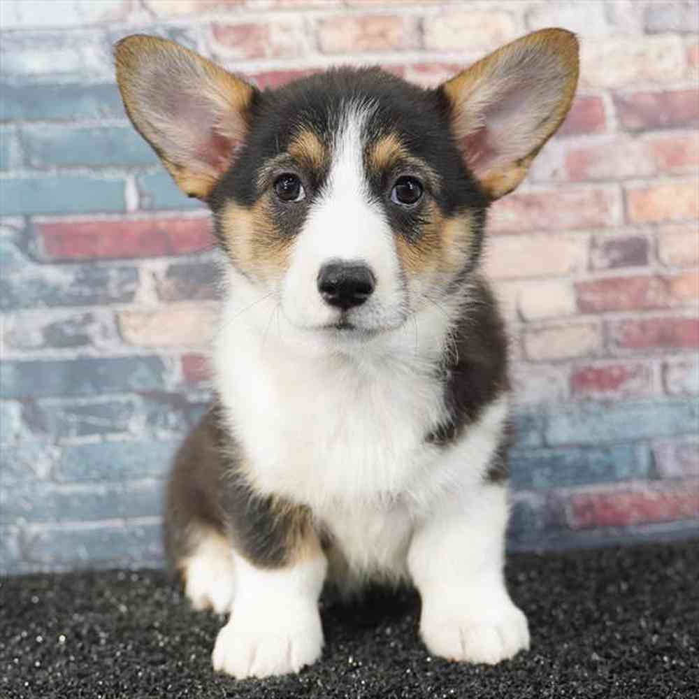 Image of a pet breed in the gallery