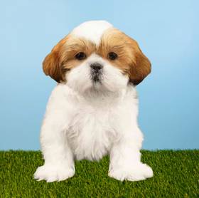Shih Tzu