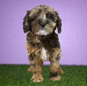 2nd Gen Mini Goldendoodle