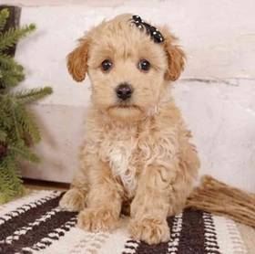 Maltipoo