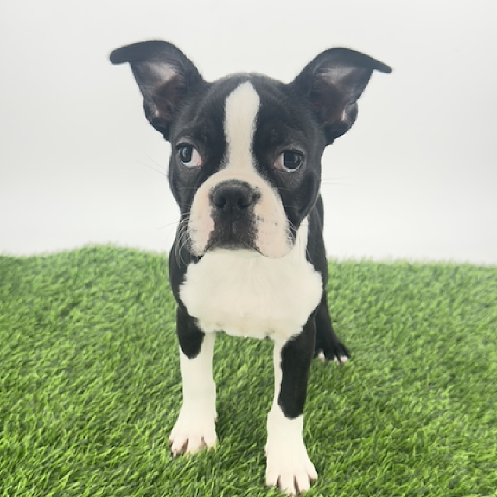 carousel pet images