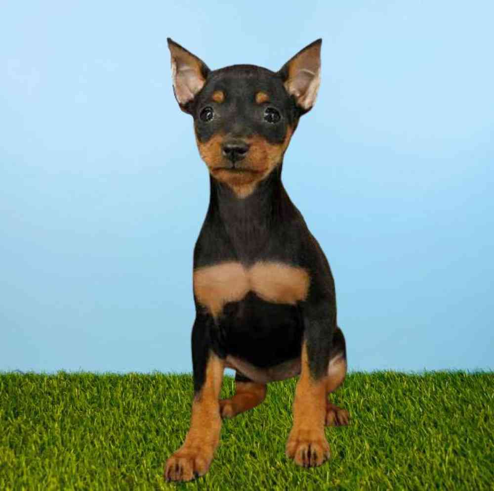 Female Min Pin Puppy for Sale in Meridian, ID