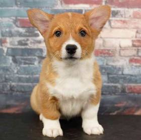 Pembroke Welsh Corgi