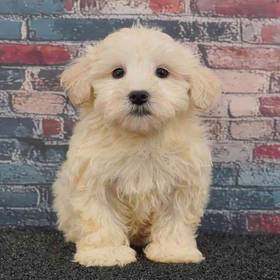 Maltipoo