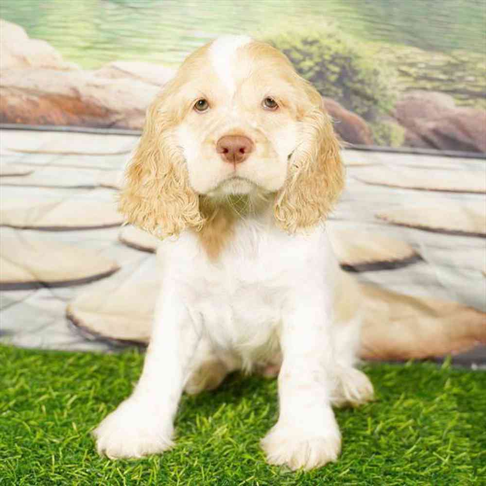 Image of a pet breed in the gallery