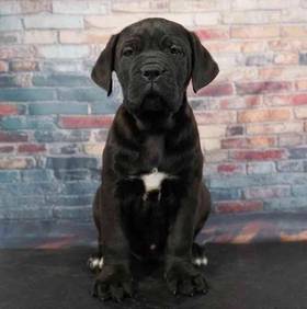 Cane Corso