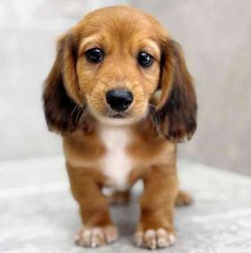 Dachshund