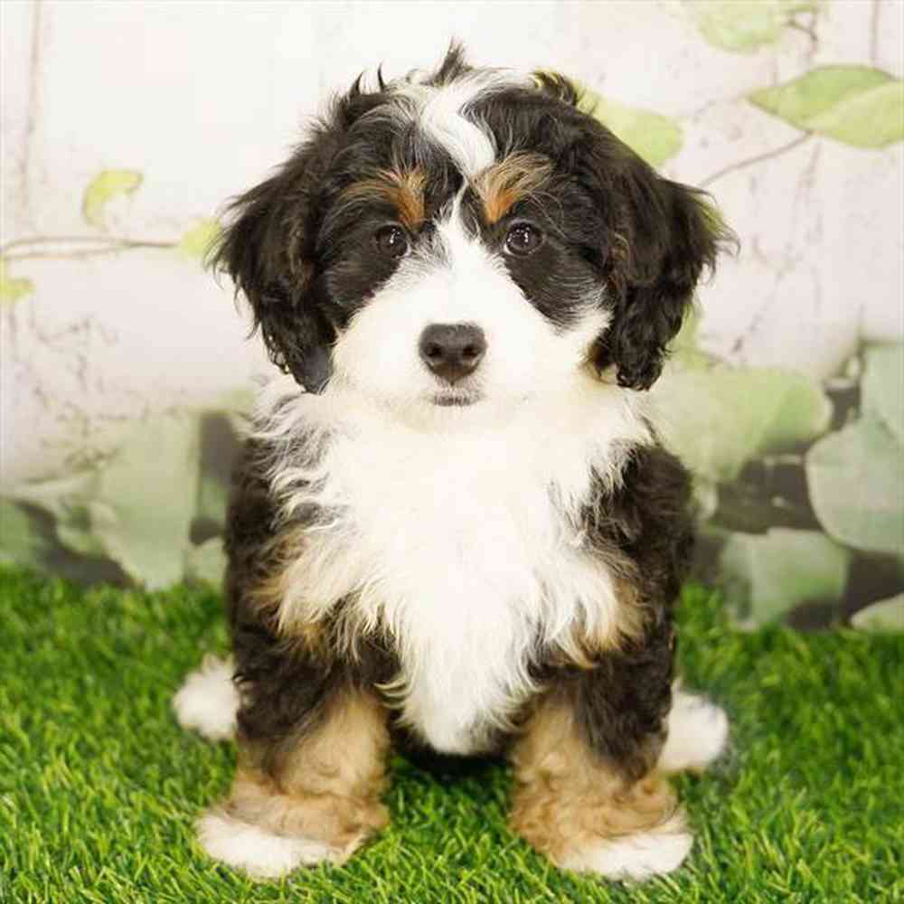 Image of a pet breed in the gallery