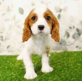 Cavalier King Charles Spaniel