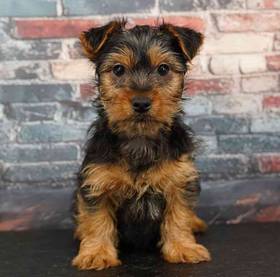 Yorkie