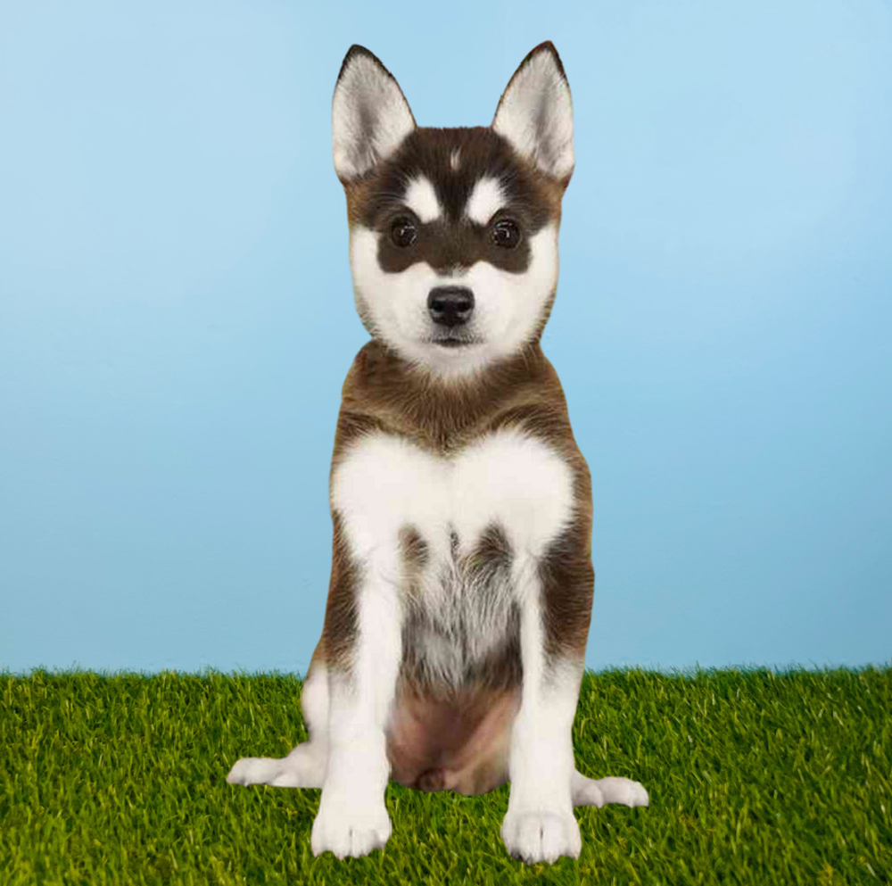 Female Alaskan Klee Kai Puppy for Sale in Tolleson, AZ