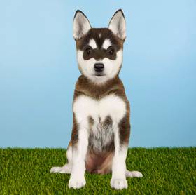 Alaskan Klee Kai