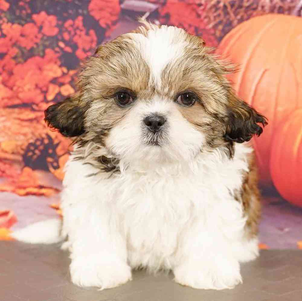 Image of a pet breed in the gallery