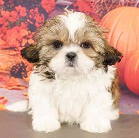 Shih Tzu