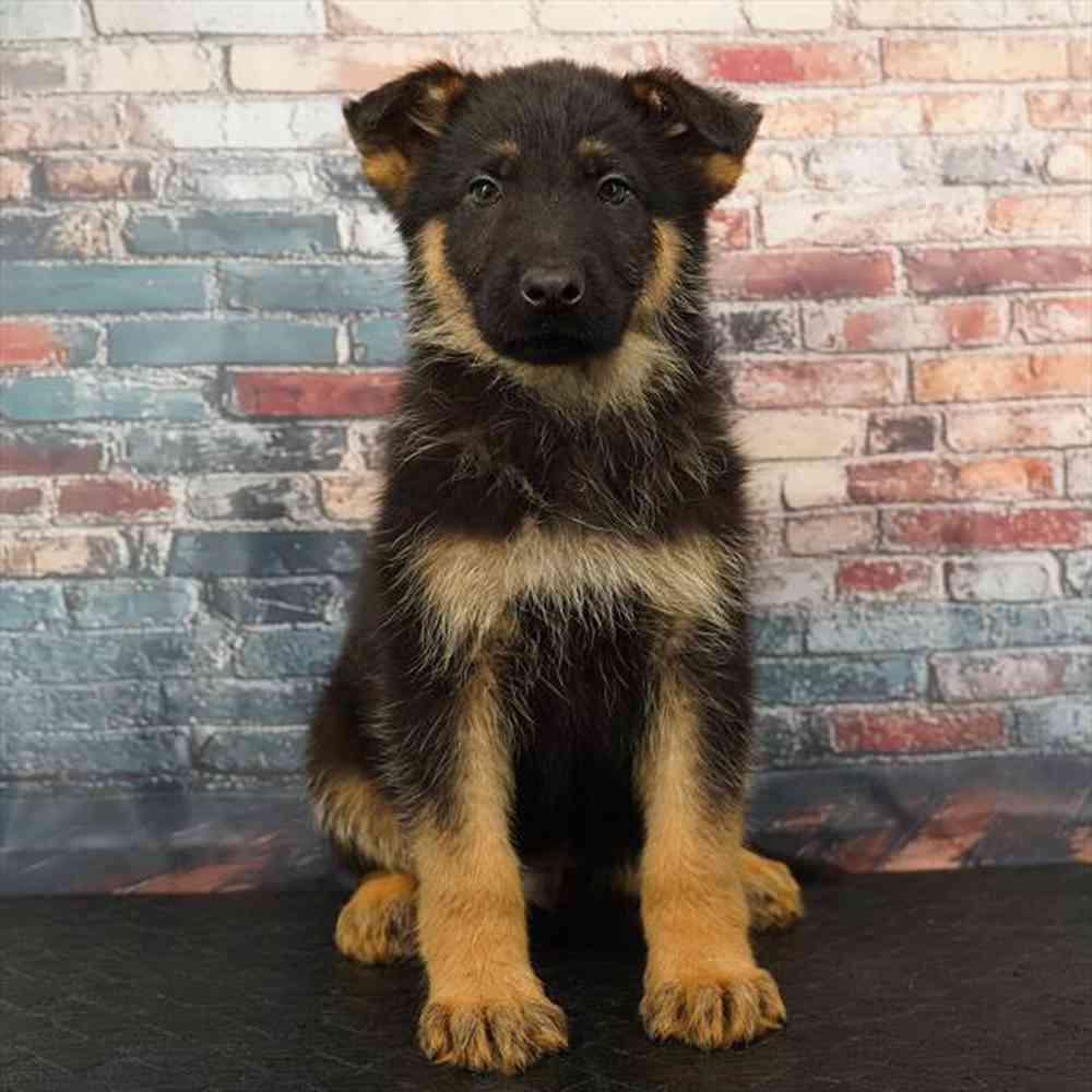 Image of a pet breed in the gallery