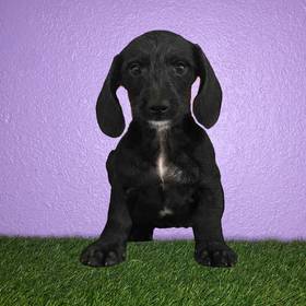 Dachshund