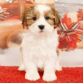 Havanese