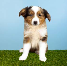 Mini Australian Shepherd