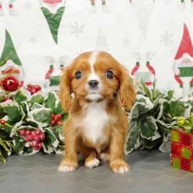 Cavalier King Charles Spaniel