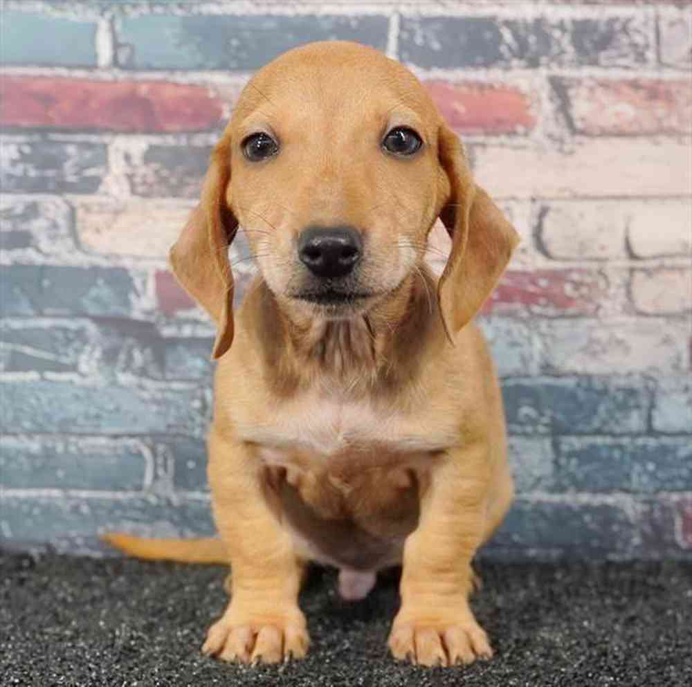 Image of a pet breed in the gallery