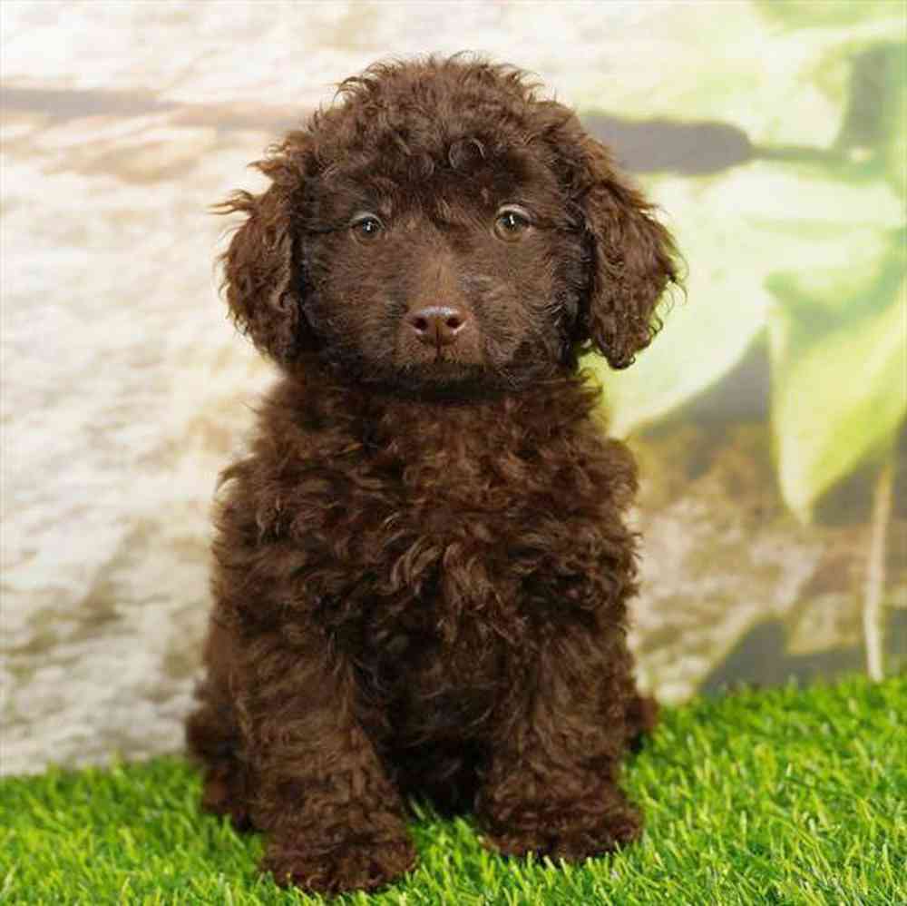 Image of a pet breed in the gallery