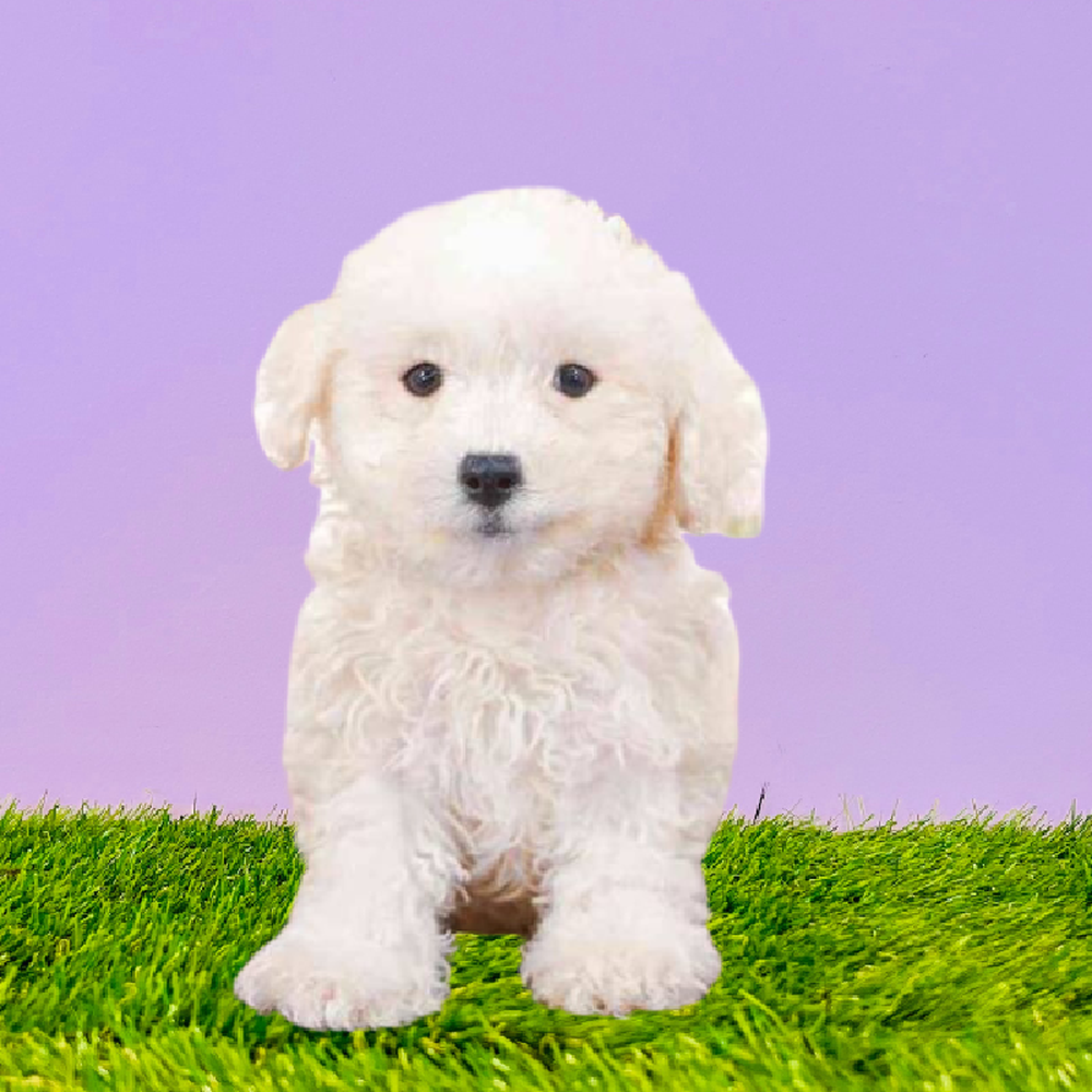 Male Bichon Puppy for Sale in Marietta, GA