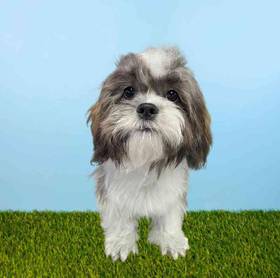 Shih Tzu