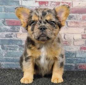 French Bulldog