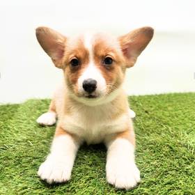 Pembroke Welsh Corgi