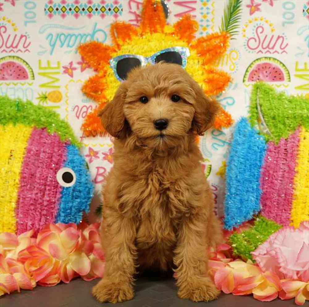 carousel pet images